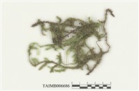 藏品(氣苔)的圖片